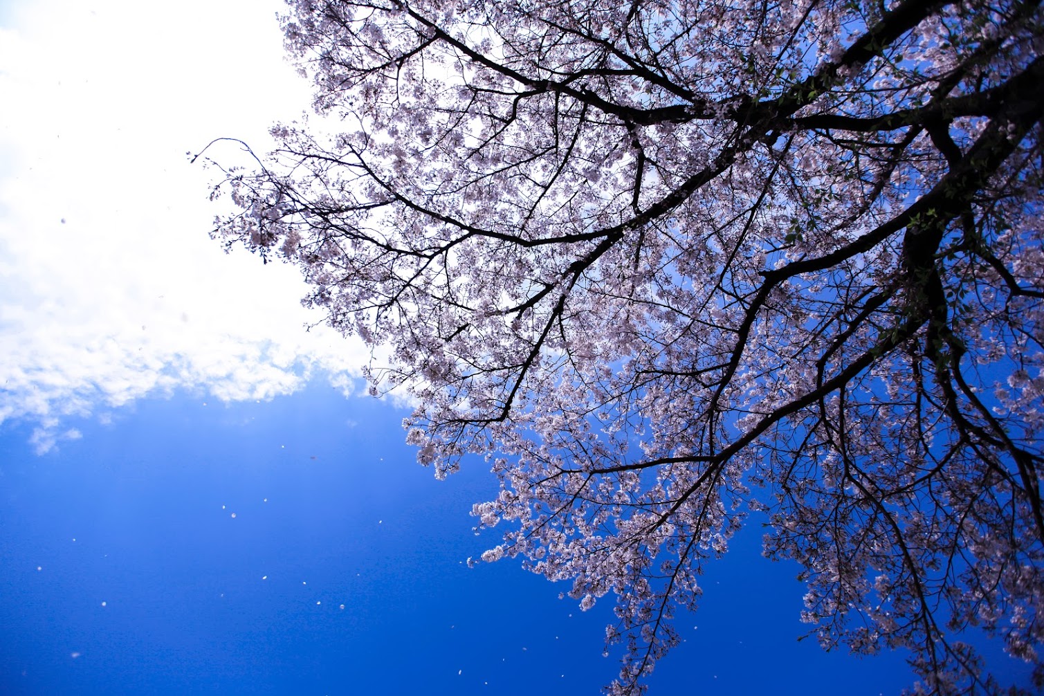 桜と空の写真　撮影者：Foto-Avenue