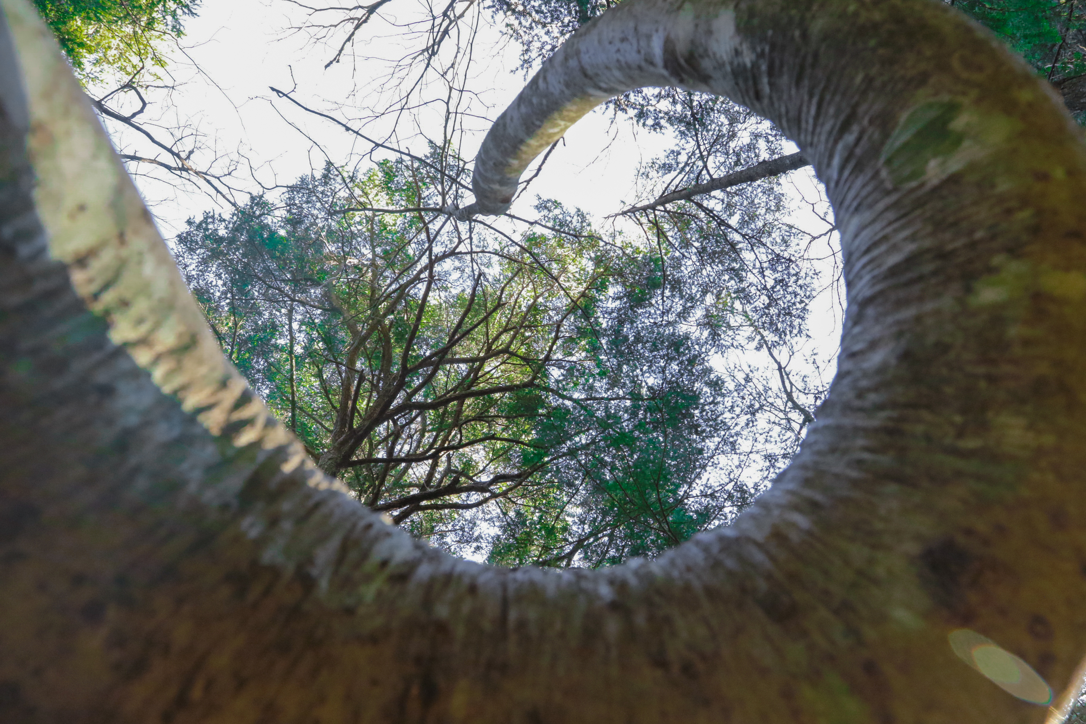 森の写真　撮影者：Foto-Avenue